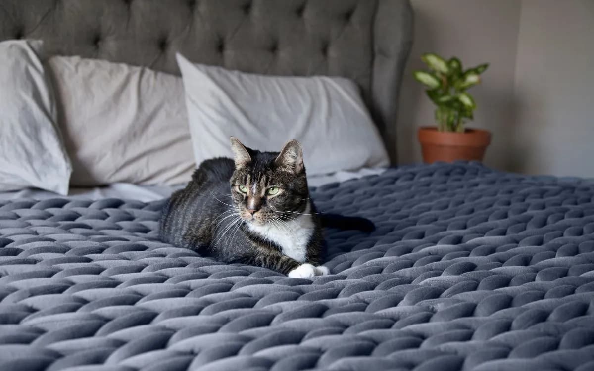 Tout savoir sur la couverture pondérée, un bon moyen de mieux dormir