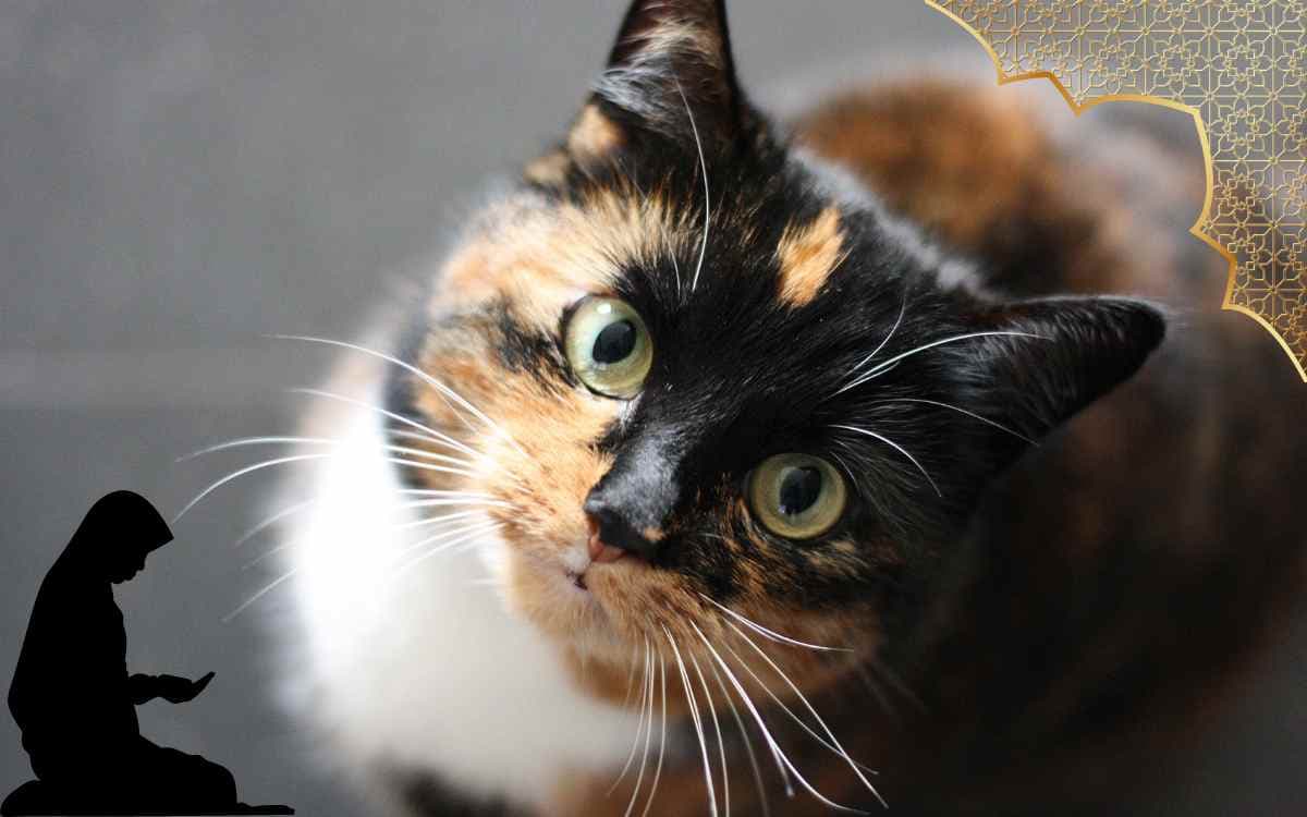 Rêver de Chat en Islam : Interprétations et Significations