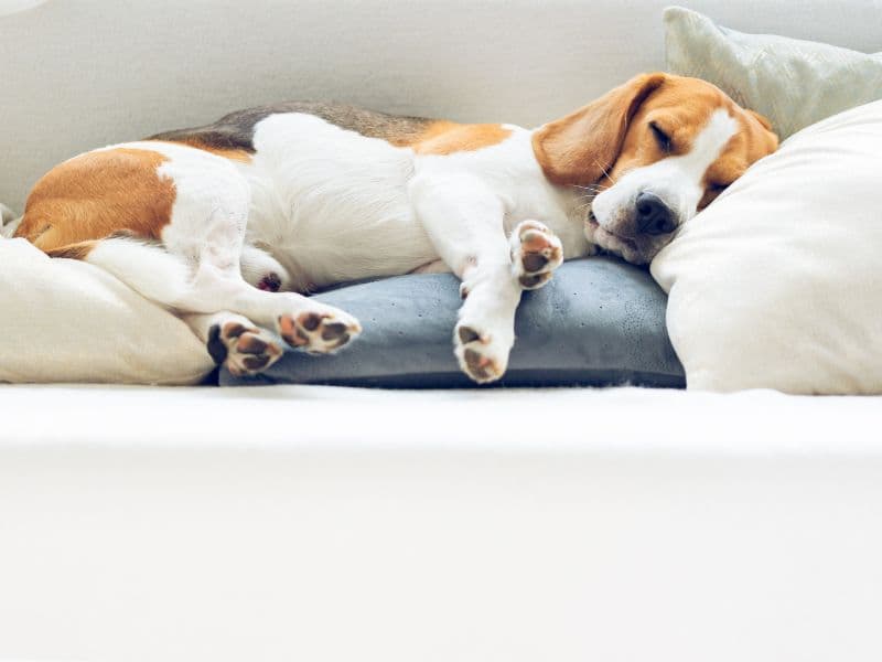 Combien de temps dort un chien : Guide complet