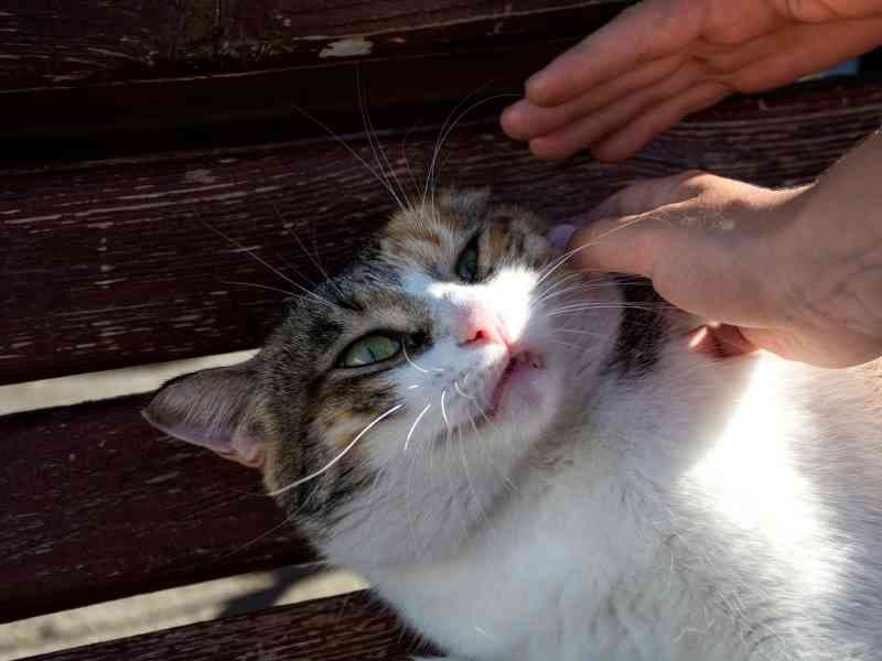 Mon chat tremble quand il dort : Cause et Signification