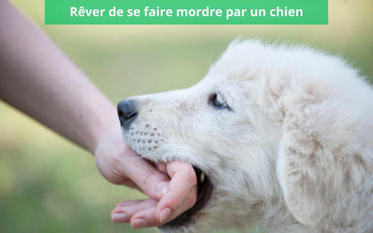 Rêver de Se Faire Mordre par un Chien : Décrypter Quand les Canines S’en Mêlent