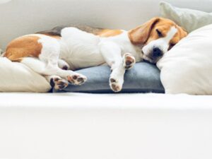 Combien de temps dort un chien : Guide complet
