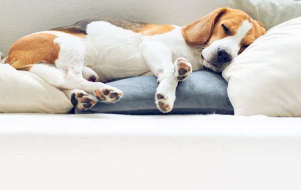 Combien de temps dort un chien : Guide complet
